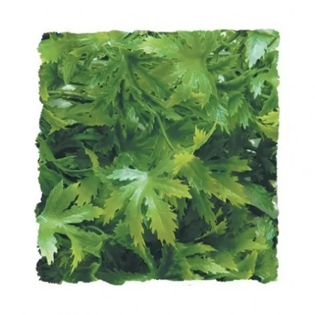 ZOO MED - Cannabis 40 cm