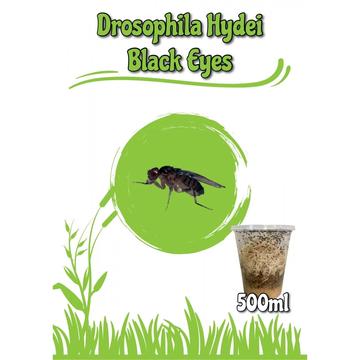 Drosophila Hydei 500ml