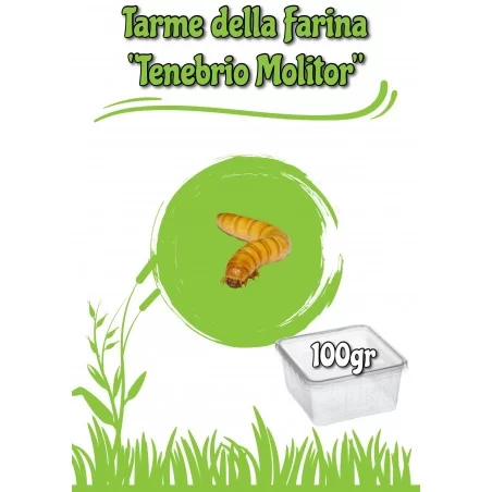 Tarme Della Farina (Tenebrio Molitor) Dose 100gr