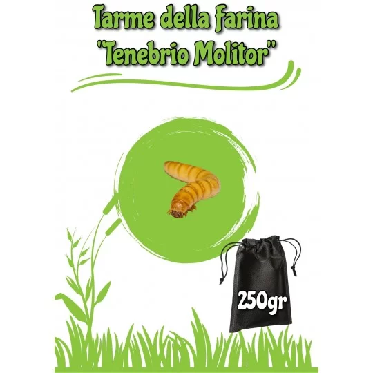 Tarme Della Farina (Tenebrio Molitor) 250gr