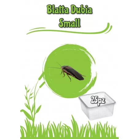 Blatta Dubia Small
