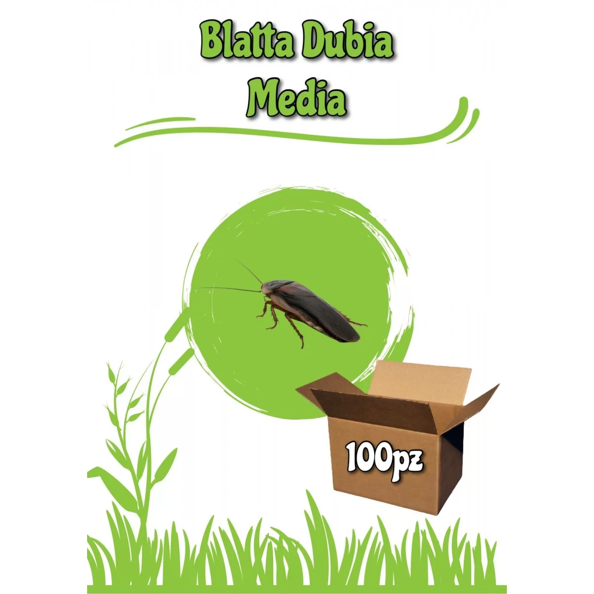 Blatta Dubia Media