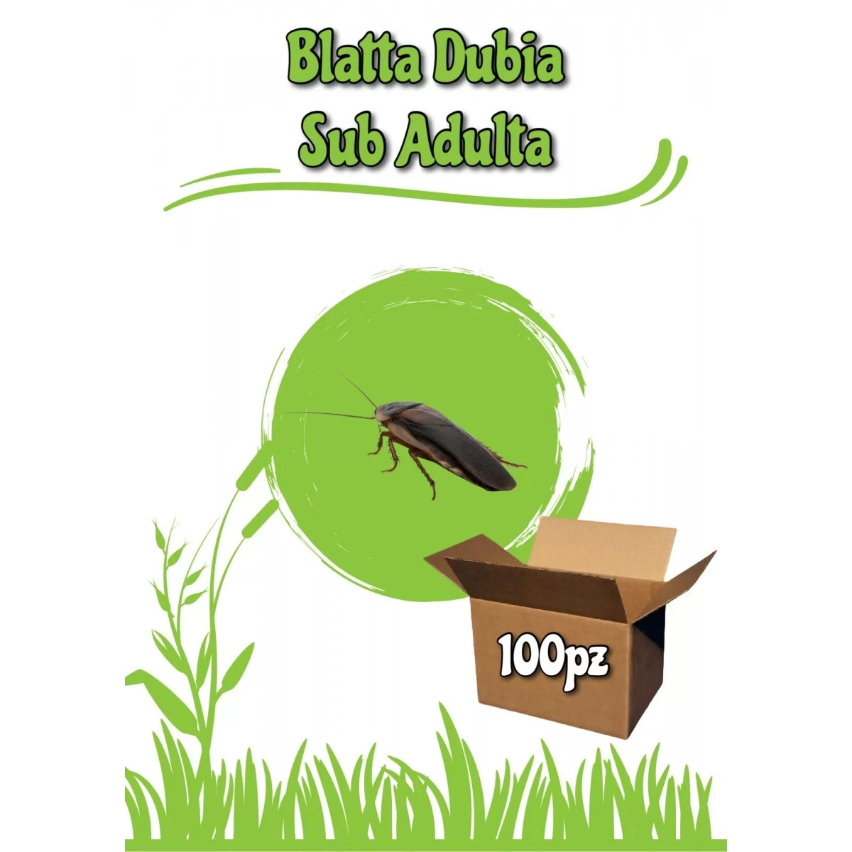 Blatta Dubia Sub Adulta 100pz