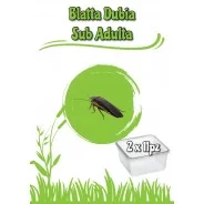 2 Dosi Blatta Dubia Sub Adulta 11pz