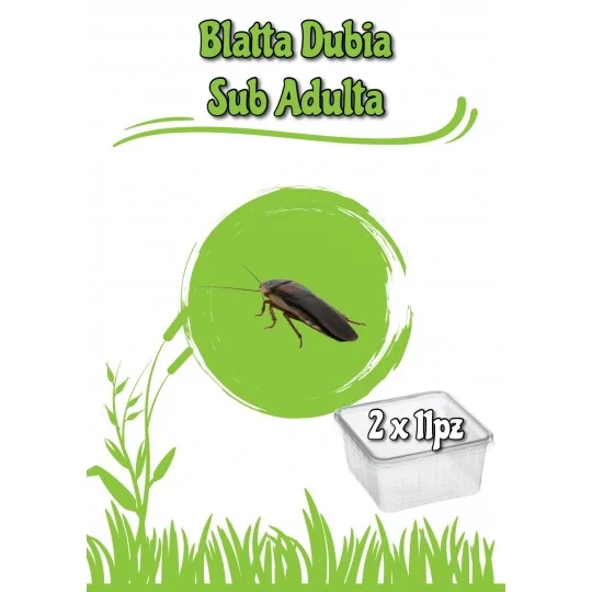 2 Dosi Blatta Dubia Sub Adulta 11pz