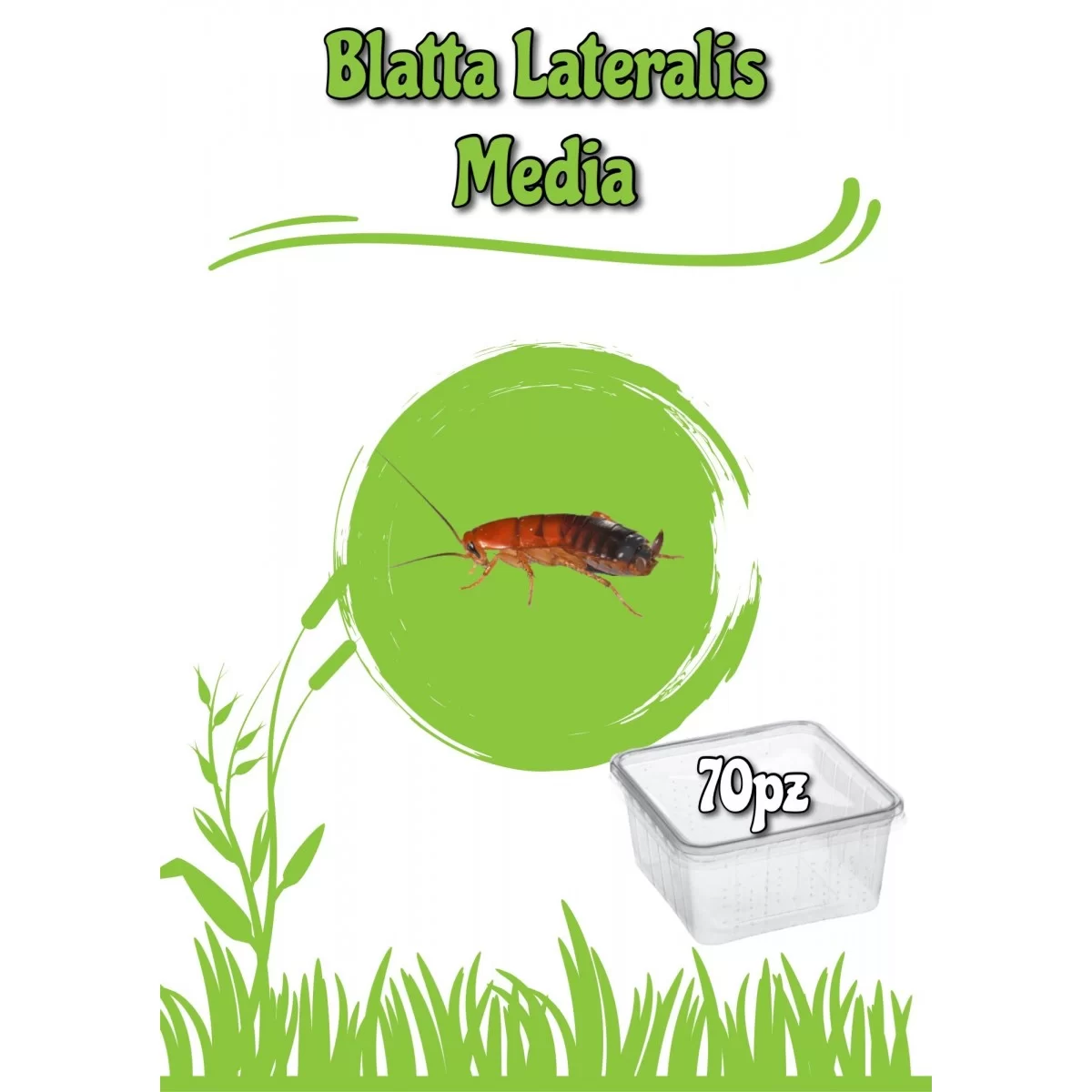 Blatta Lateralis (Shelfordella Lateralis) Dose 50pz Medie