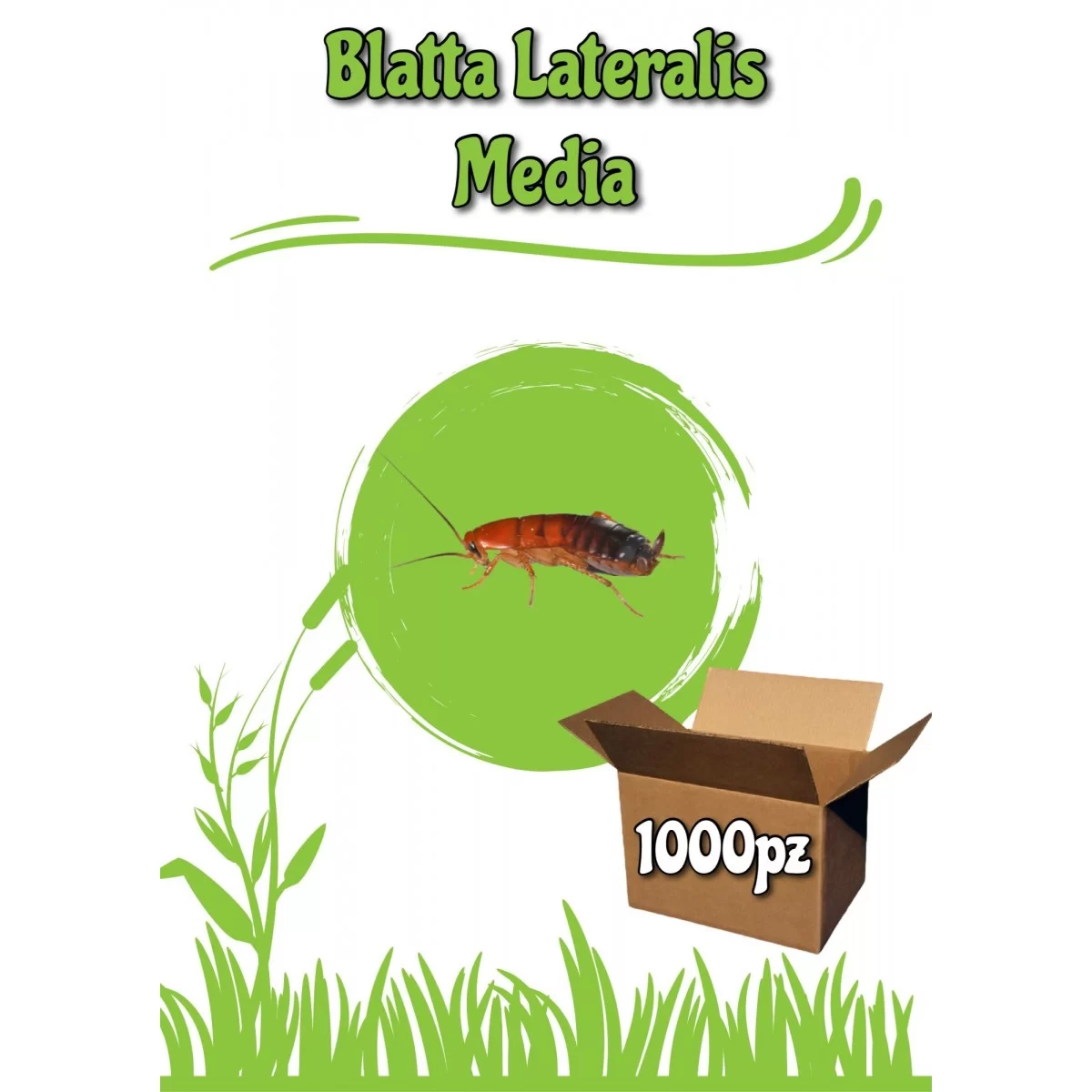 Blatta Lateralis (Shelfordella Lateralis) 1000pz Medie