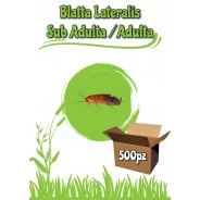 Blatta Lateralis (Shelfordella Lateralis) 500pz Sub. Adulte - Adulte