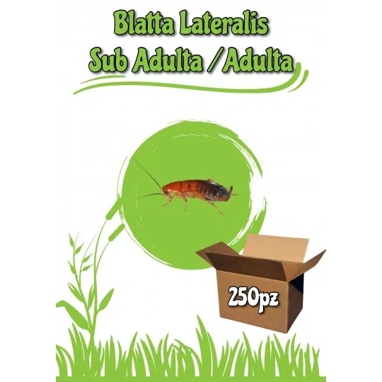 Blatta Lateralis (Shelfordella Lateralis) 250pz Sub. Adulte - Adulte