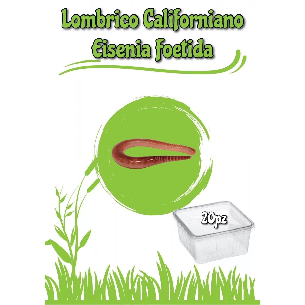 Lombrico - Californiano Rosso (Eisenia Foetida)