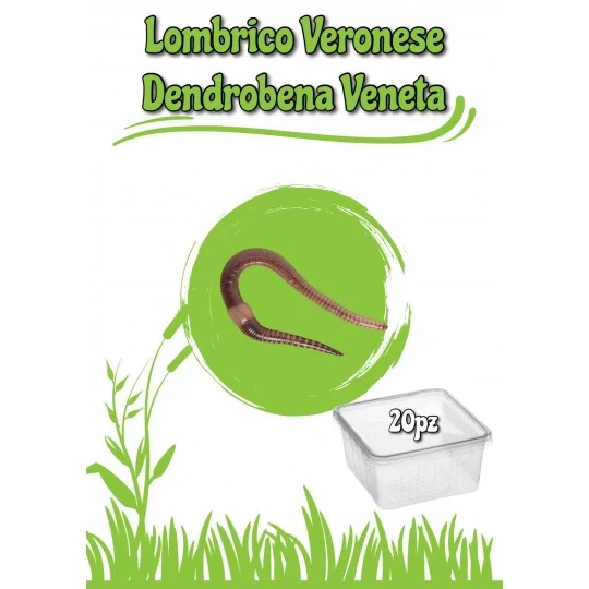Lombrico - Veronese (Dendrobena Veneta) - Dose 20 pezzi circa