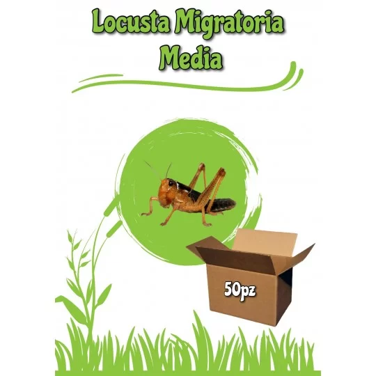 Locusta Migratoria Media