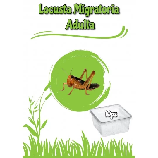 Locusta Migratoria Adulta Dose 9pz
