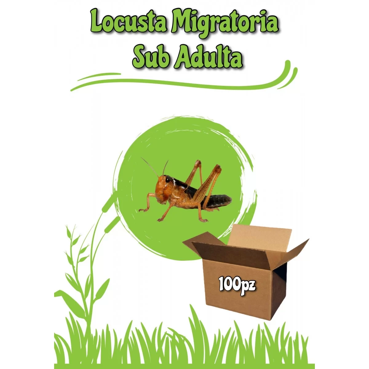 Locusta Migratoria Sub-Adulta