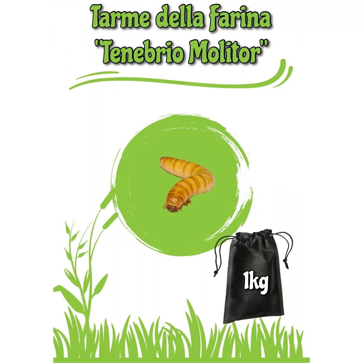 Tarme Della Farina (Tenebrio Molitor) 1kg