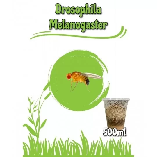 Drosophila Melanogaster 500ml