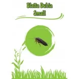 Blatta Dubia Small