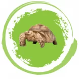 Cibo per tartarughe terrestri