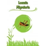 Locusta Migratoria, Locuste